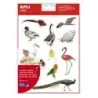 Apli Gomets Tematicos Realistas de Aves - 144 Gomets en 12 Hojas - Imagenes Realistas para Relacionar Aves - Desarrolla Habilida