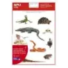 Apli Gomets Tematicos Realistas de Reptiles y Anfibios - 120 Gomets - Imagenes Realistas para Relacionar Animales - Adhesivo Rem